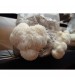 Thanvi Shroomness Lion's Mane Mushroom Spawn (Seeds)  350 grams